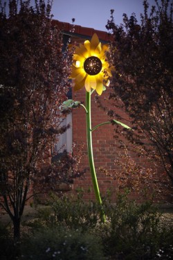 Sunflower light